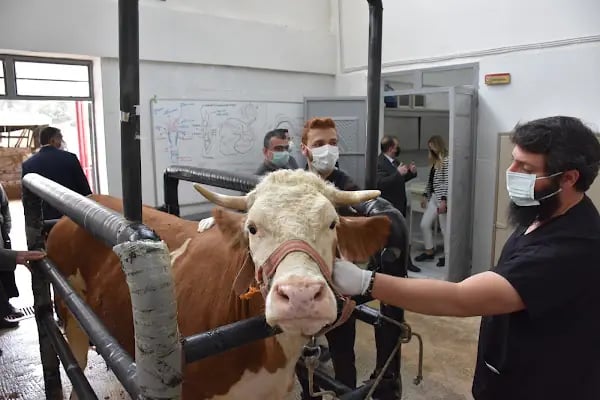 Harran Üniversitesi Veteriner Fakültesi Hayvan Hastanesi - Resim 3