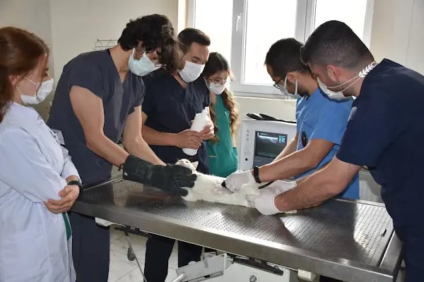Harran Üniversitesi Veteriner Fakültesi Hayvan Hastanesi - Resim 6