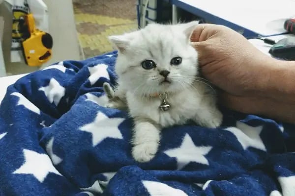 06 EFSANE PETSHOP - Resim 3