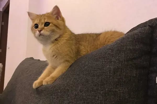 06 EFSANE PETSHOP - Resim 18