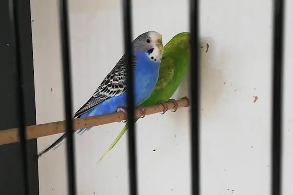 06 EFSANE PETSHOP - Resim 6