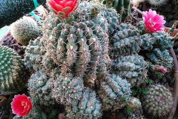 Sosyetepazarı Şok Market - Resim 11