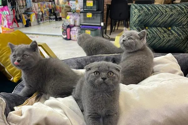 STORE PET SHOP - Resim 10
