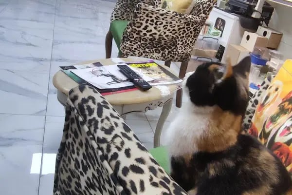 STORE PET SHOP - Resim 19