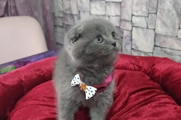 STORE PET SHOP - Resim 18