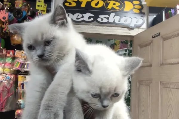 STORE PET SHOP - Resim 6