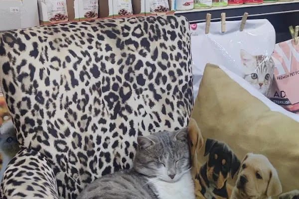 STORE PET SHOP - Resim 16