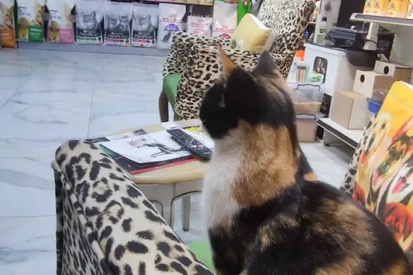 STORE PET SHOP - Resim 9