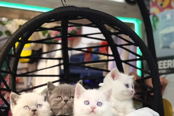 STORE PET SHOP - Resim 5