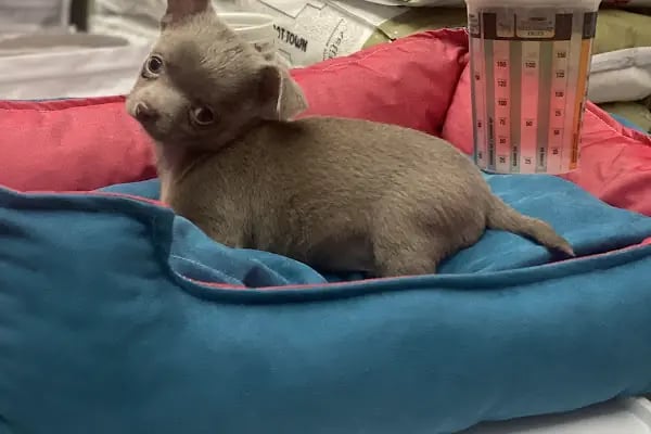STORE PET SHOP - Resim 11