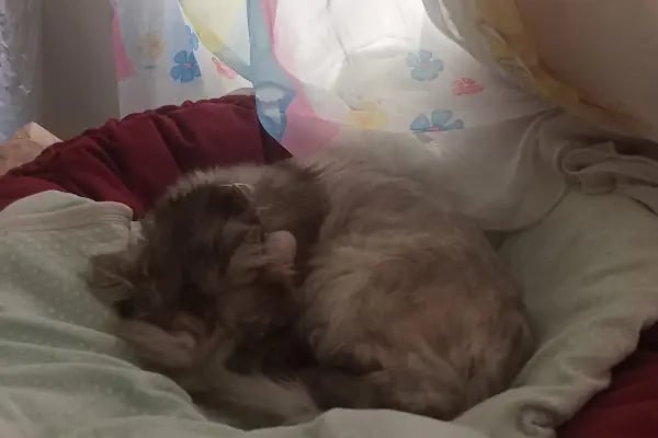 Fauna Veteriner Kliniği - Resim 13