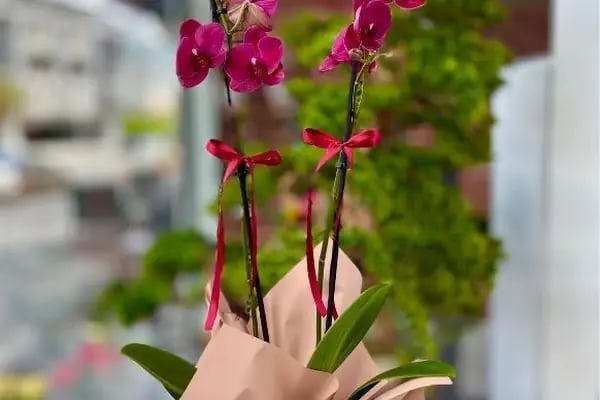 Lumi Flower - Resim 12