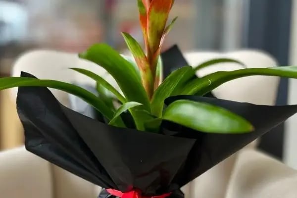 Lumi Flower - Resim 20