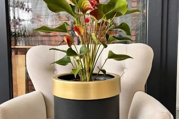 Lumi Flower - Resim 11
