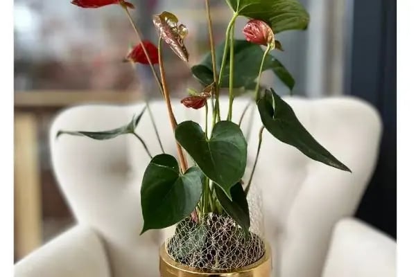 Lumi Flower - Resim 5