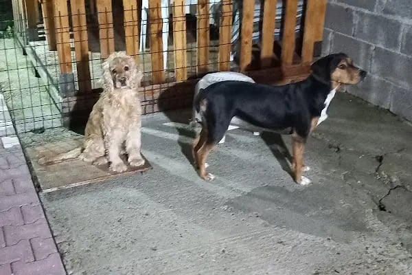 Karesi 266 Veteriner Kliniği - Resim 6