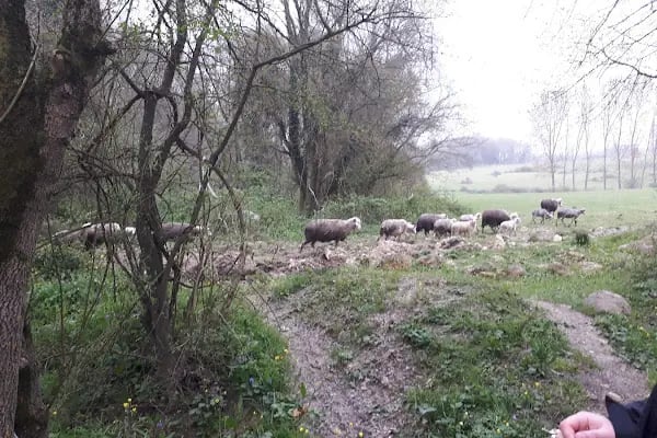 Tayakadın Türk Köşe Sefa Cami - Resim 8