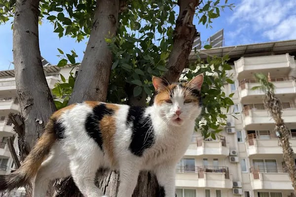 Anfora Club Öğrenci Apartı Alanya - Resim 13