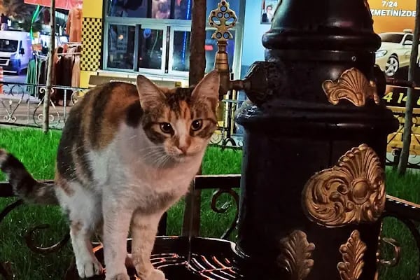 Yeni Mahalle Taksi Durağı - Resim 14