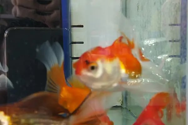Bodrum Aqua Pet - Resim 15