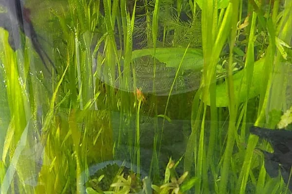Bodrum Aqua Pet - Resim 14