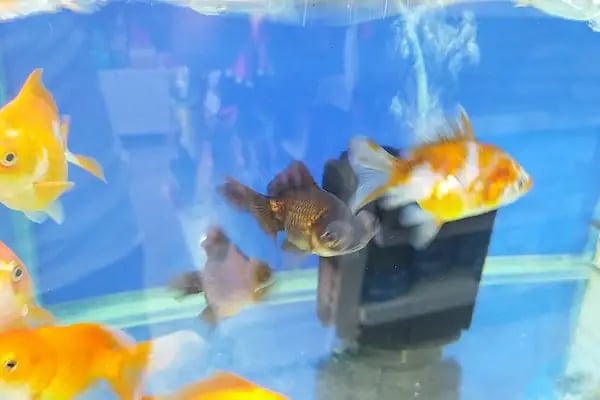 Bodrum Aqua Pet - Resim 13