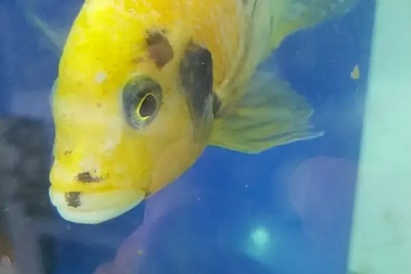 Bodrum Aqua Pet - Resim 9