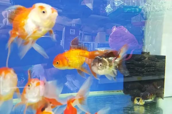 Bodrum Aqua Pet - Resim 10
