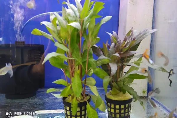 Bodrum Aqua Pet - Resim 8