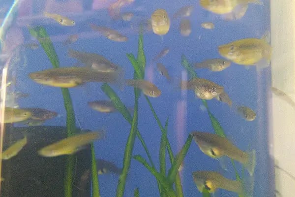 Bodrum Aqua Pet - Resim 19