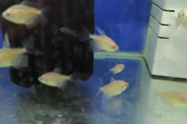 Bodrum Aqua Pet - Resim 16