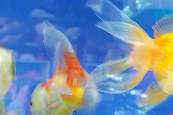 Bodrum Aqua Pet - Resim 17