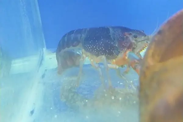Bodrum Aqua Pet - Resim 20