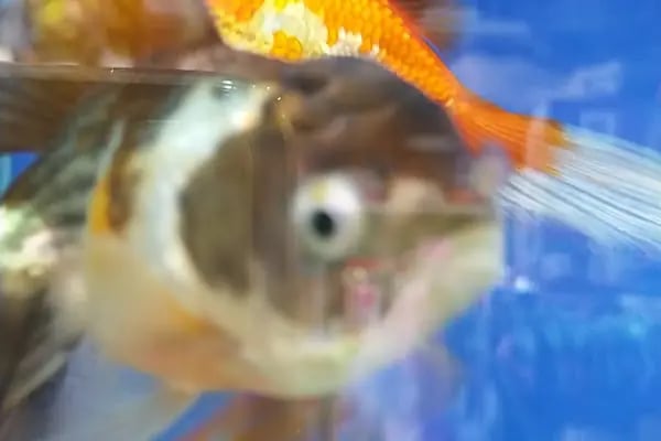 Bodrum Aqua Pet - Resim 11