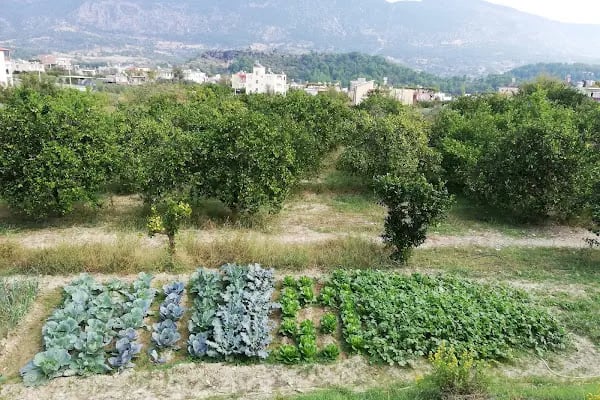 Maniola hotel - Resim 11