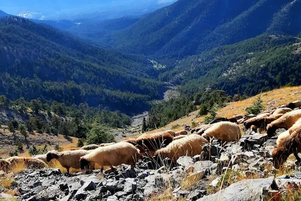 Karboğazı Kayak Merkezi Küme Evler - Resim 18