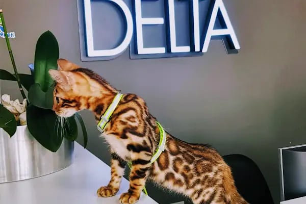 Delta Veteriner Polikliniği - Resim 11