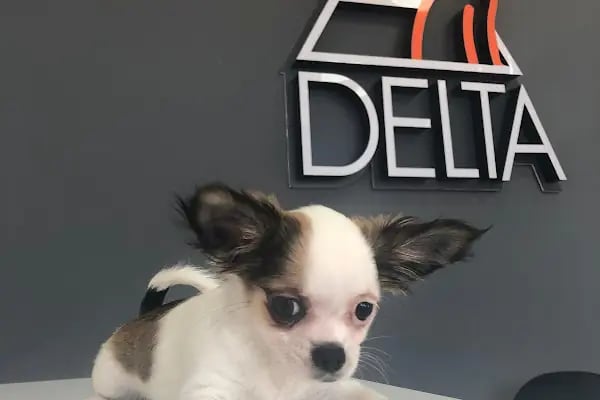 Delta Veteriner Polikliniği - Resim 14