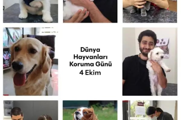 PhD Point Veteriner Kliniği - Resim 13