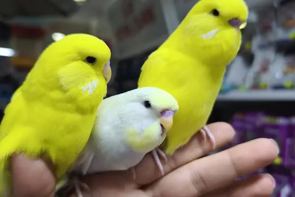 DENİZLİ BODRUM PETSHOP TOPTAN PARAKENDE - Resim 3