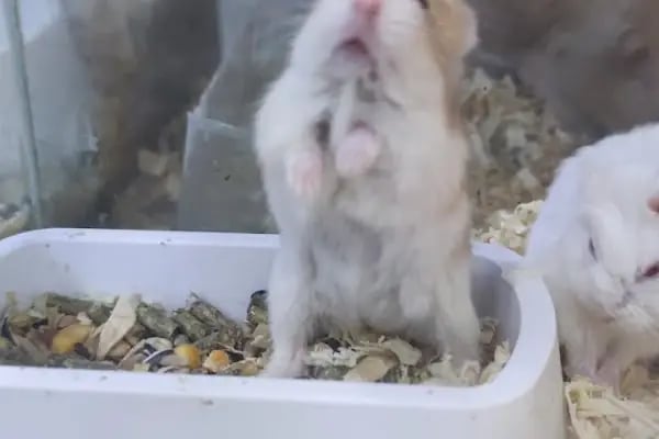 DENİZLİ BODRUM PETSHOP TOPTAN PARAKENDE - Resim 16