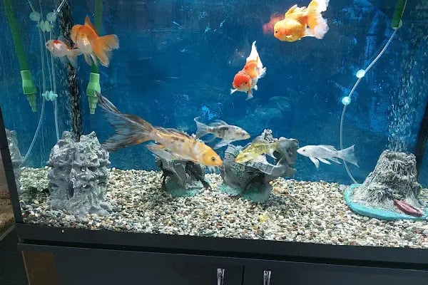 DENİZLİ BODRUM PETSHOP TOPTAN PARAKENDE - Resim 13