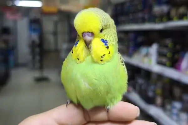 DENİZLİ BODRUM PETSHOP TOPTAN PARAKENDE - Resim 6
