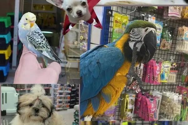 DENİZLİ BODRUM PETSHOP TOPTAN PARAKENDE - Resim 8