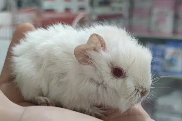 DENİZLİ BODRUM PETSHOP TOPTAN PARAKENDE - Resim 19