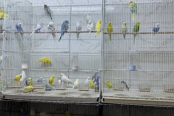 DENİZLİ BODRUM PETSHOP TOPTAN PARAKENDE - Resim 15