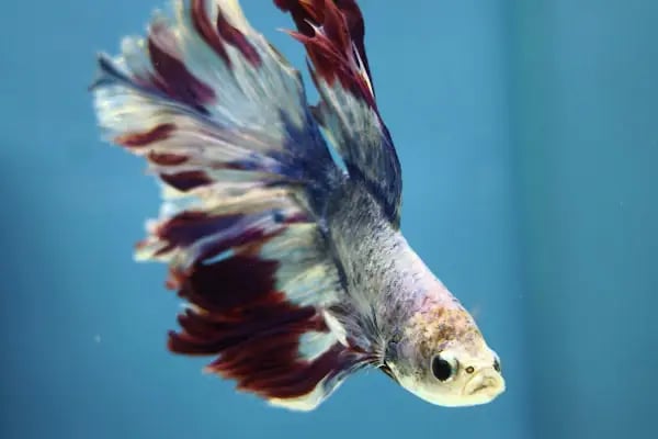 DENİZLİ BODRUM PETSHOP TOPTAN PARAKENDE - Resim 5