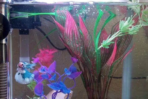DENİZLİ BODRUM PETSHOP TOPTAN PARAKENDE - Resim 7