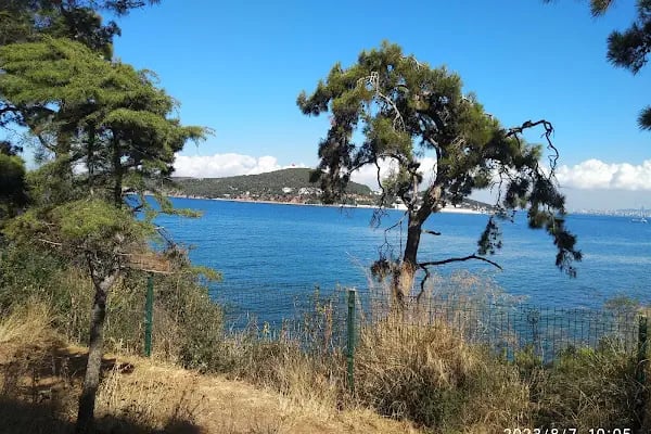 Buyukada Dilburnu - Resim 5