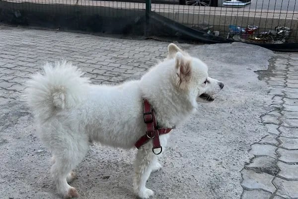 Monovet Veteriner Kliniği - Resim 15